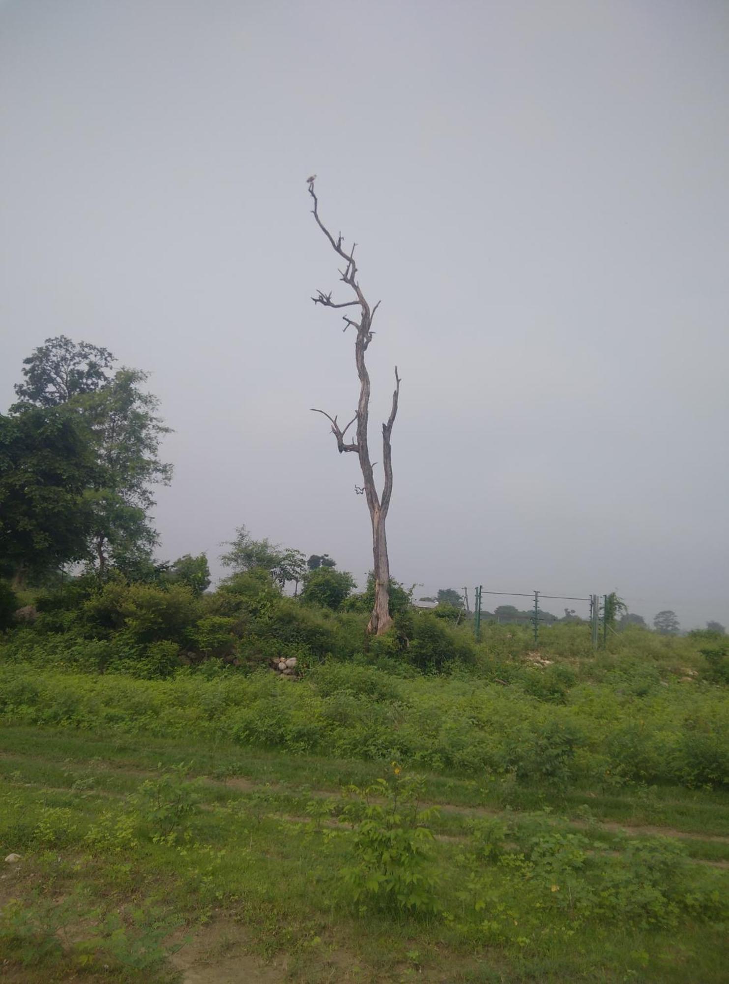 Corbett Bhavesh Home Stay Jhirna Pokoj fotografie